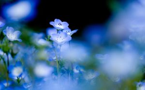 gentle-white-flowers-